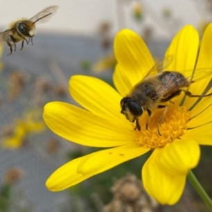 Abeja posada en flor, foto ganadora del concurso