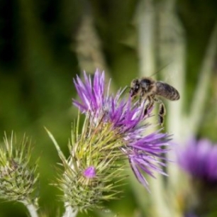 Abeja posada en flor, segunda posición del concurso