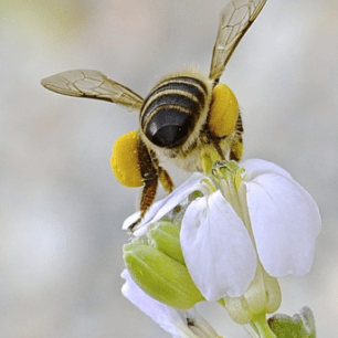 Abeja posada en flor, foto concuros apicultura