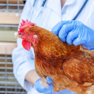 Trabajador con animal