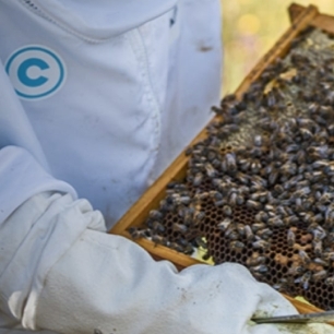 Primer plano de un apicultor sosteniendo un panel de abejas