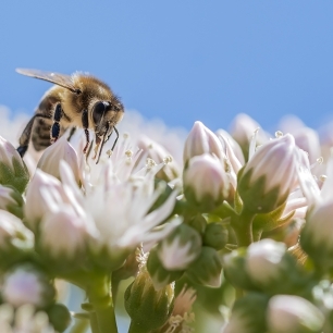 Abeja posada en capullitos