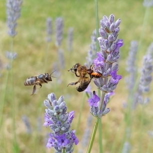 Dos abejas volando cerca de lavanda