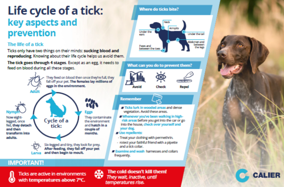 is tick prevention necessary for dogs