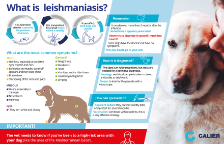 What is leishmaniosis