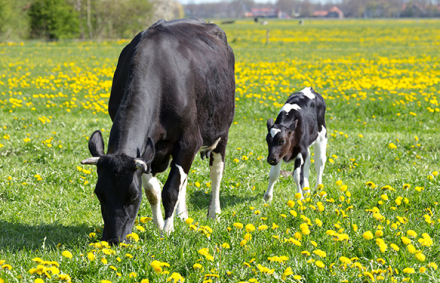 vaca y ternero