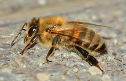 APIS MELLIFERA