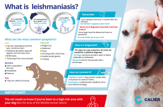 What is leishmaniosis