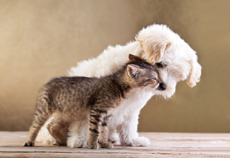 perro y gato