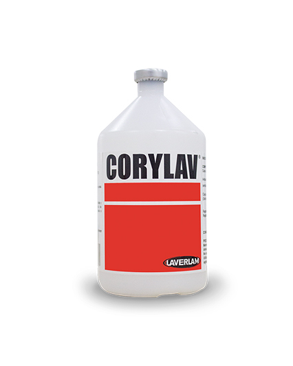 Imagen de Corylav